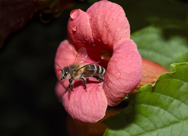 European honey bee