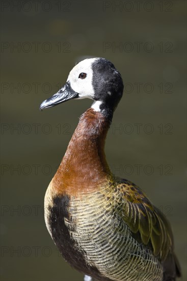 White-faced Whistling Duck