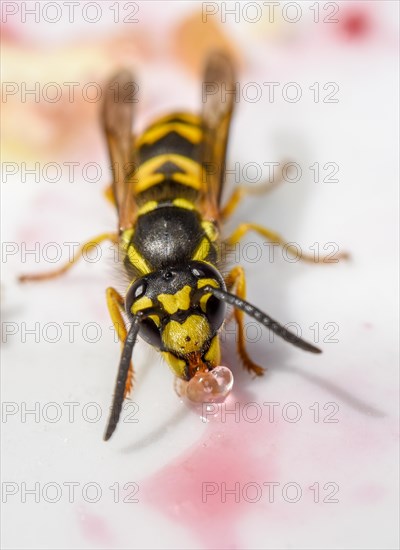 German Wasp