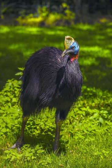 Northern Cassowary