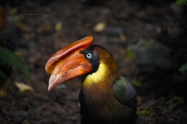 Rufous Hornbill