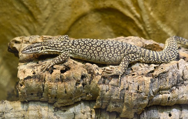 Spiny-tailed Monitor