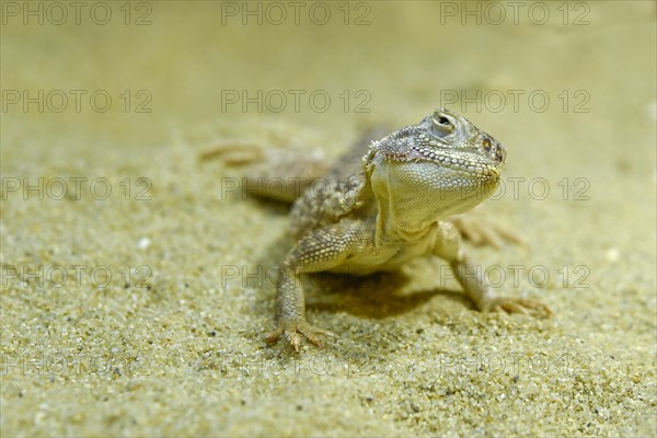 Toadhead Agama