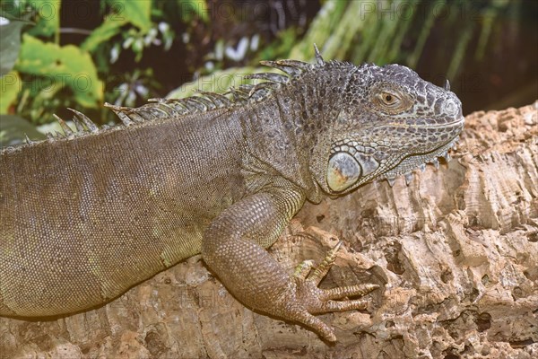 Green Iguana