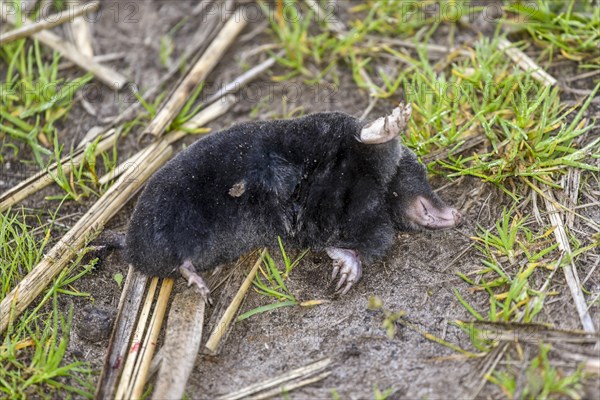 Dead European mole