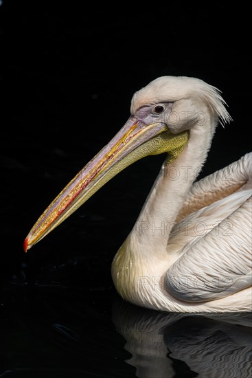 Pink-backed Pelican