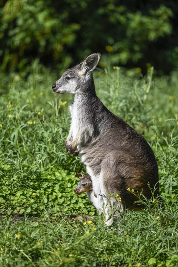 Eastern Wallaroo