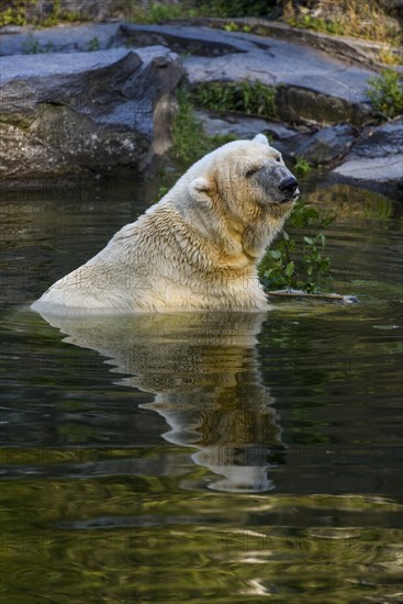 Polar Bear