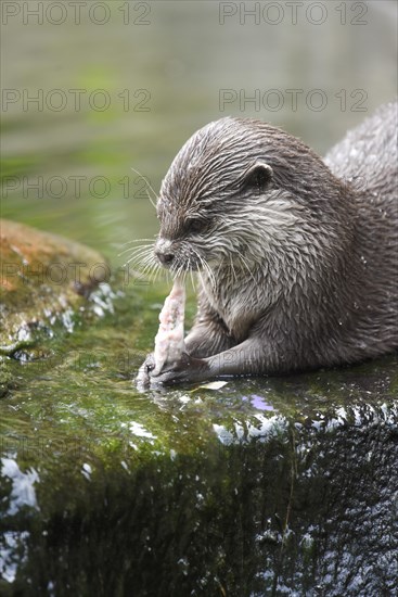 Oriental Small-clawed Otter