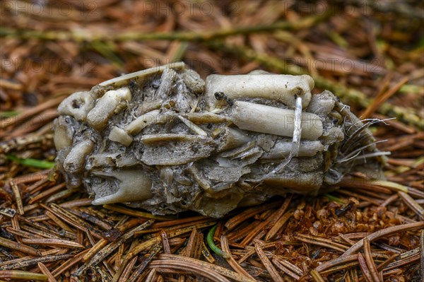 Pellet of a bird of prey on the forest floor