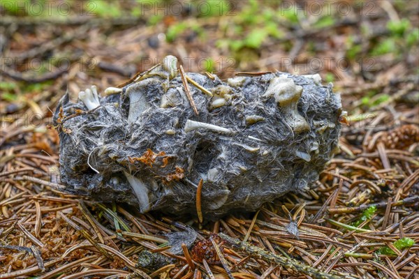 Pellet of a bird of prey on the forest floor