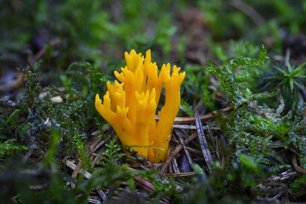 Yellow stagshorn