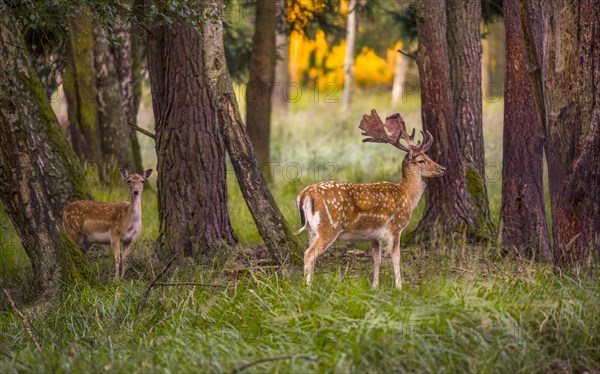 Fallow deer