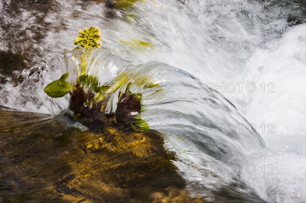 Water washing around White Butterbur