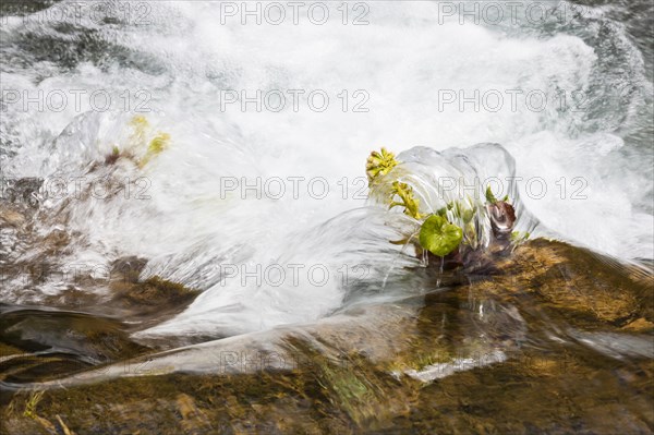 Water washing around White Butterbur