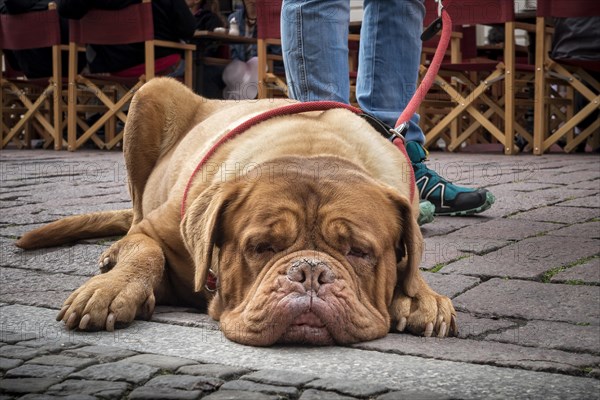 Bordeaux Mastiff on the leash