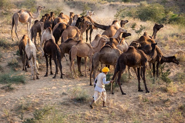 Camels on way to Pushkar Mela