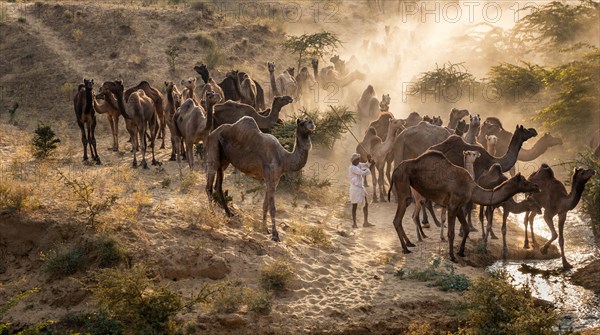 Camels on the way to Pushkar Mela