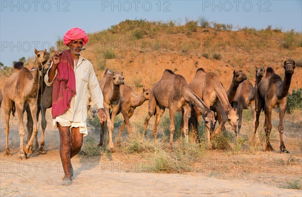 Cameleer on way to Pushkar Mela camel market with his camels