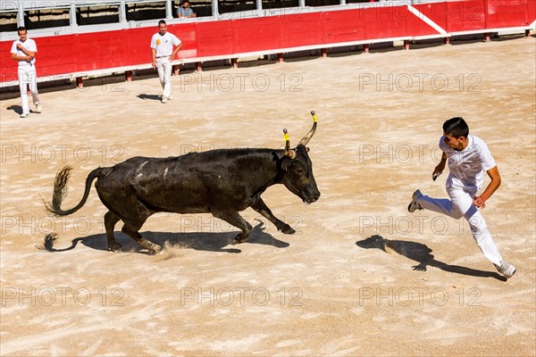 A bullfighter tries to escape a charging bull