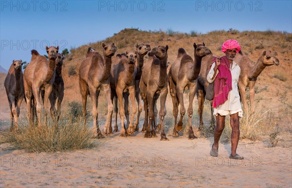 Camel driver on the way to Pushkar Mela with his camels