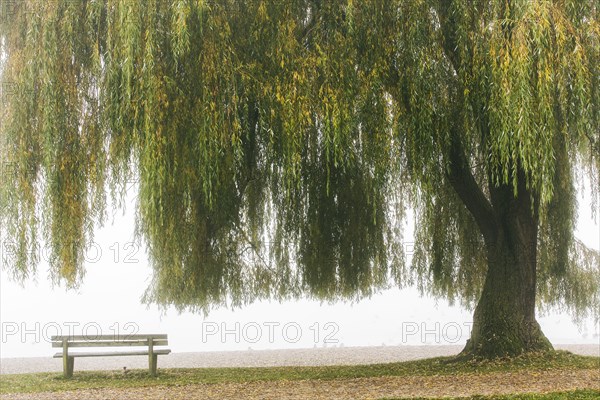 Babylon willow or weeping willow