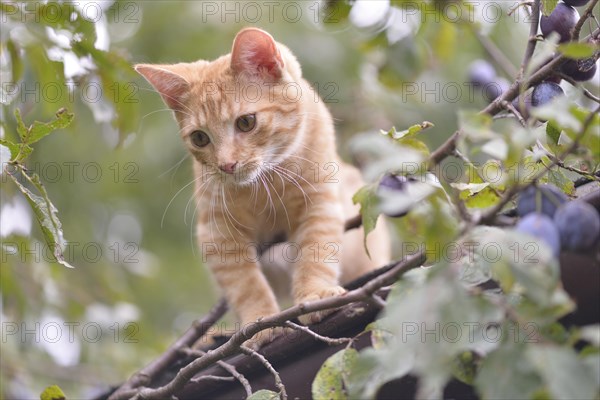 Young domestic cat