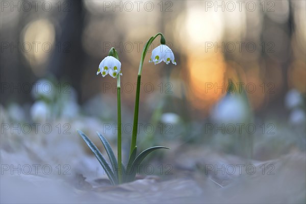 Spring snowflake