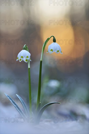 Spring snowflake