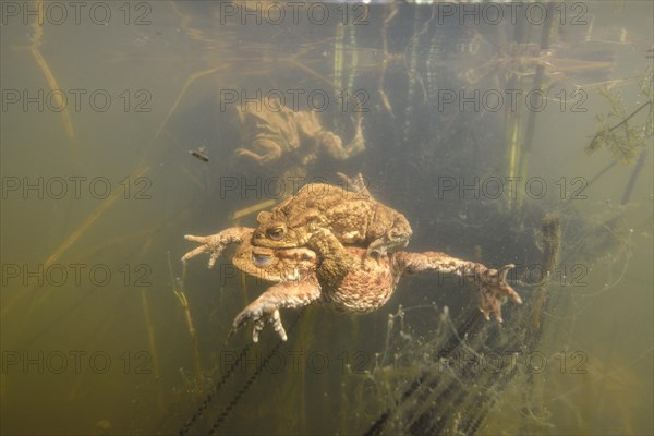 Common toads