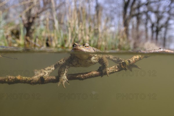 Common toad