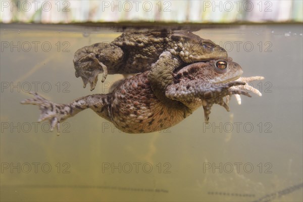 Common toads