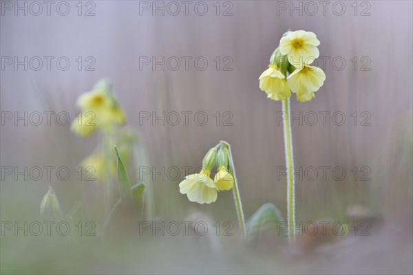 Oxlip