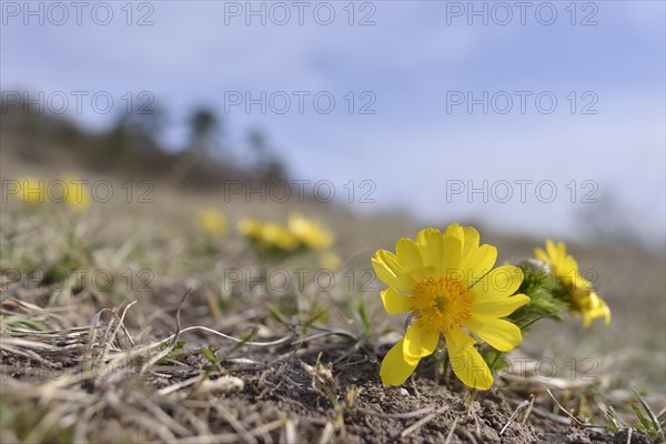 Pheasant's Eye