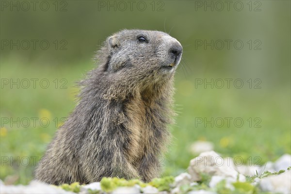 Alpine marmot