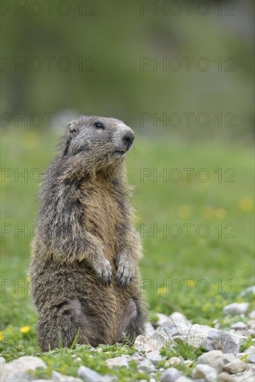 Alpine marmot