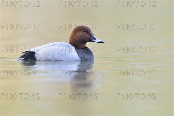 Pochard