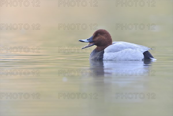 Pochard