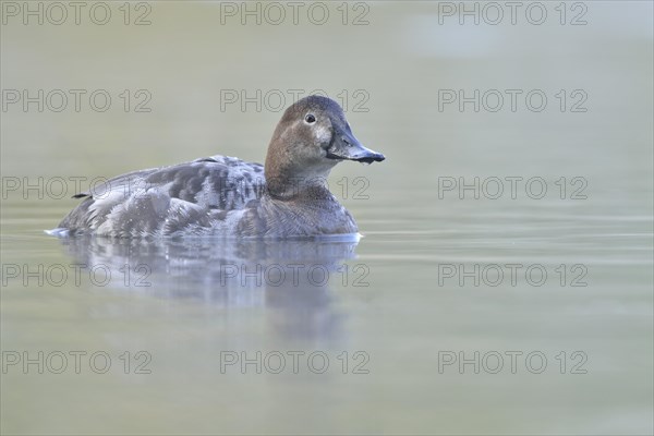 Pochard