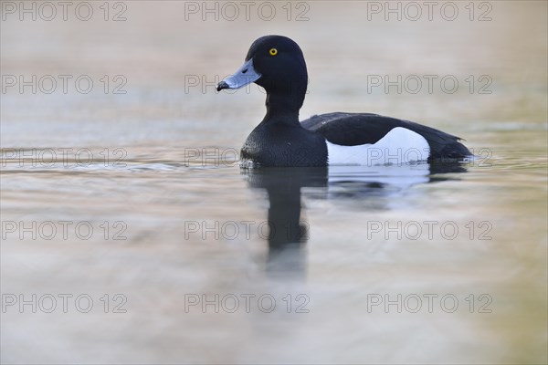 Tufted Duck