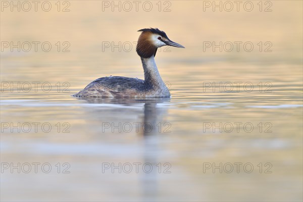 Grebes