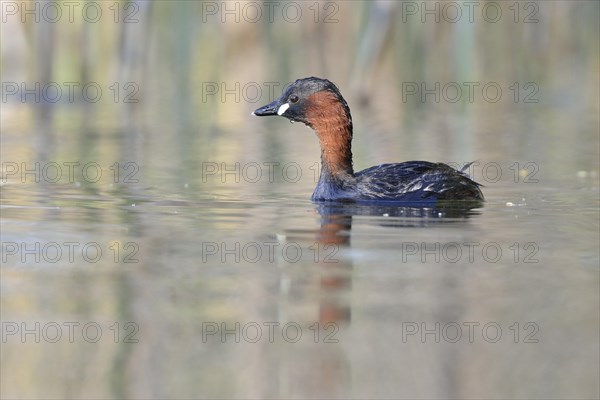 Little Grebe