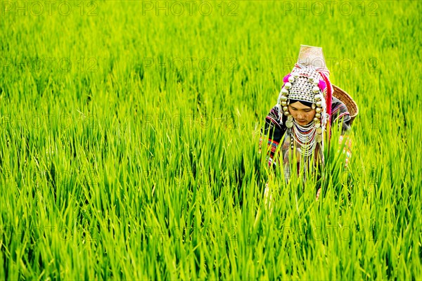 Akha woman in a rice field