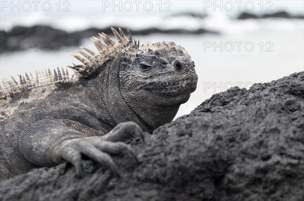 Marine Iguana