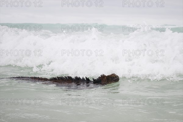 Marine Iguana