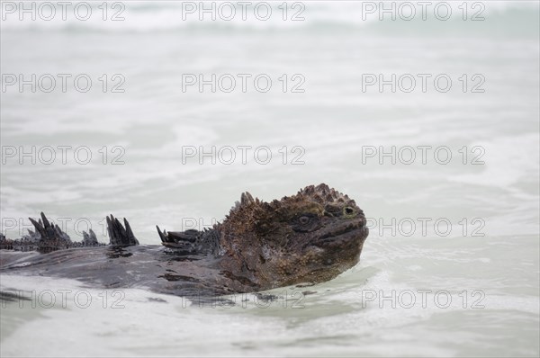 Marine Iguana