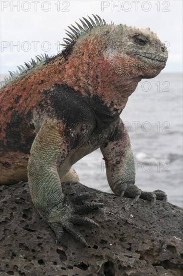 Marine Iguana