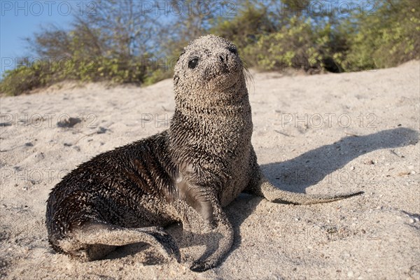 Galapagos Sea Lion