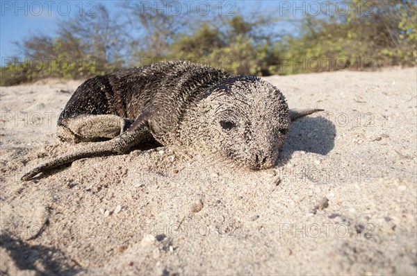 Galapagos Sea Lion