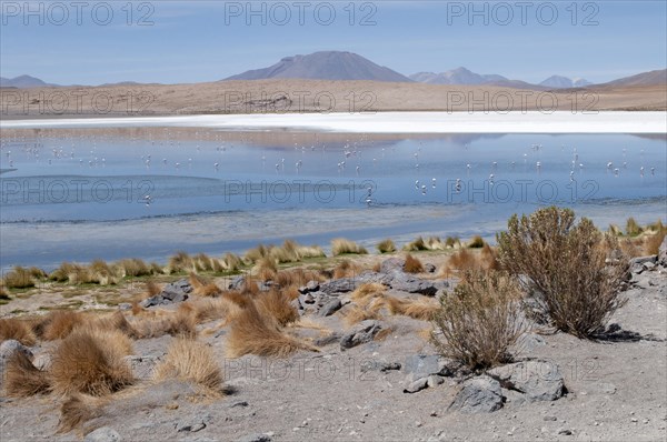 Lagoon with Flamingos